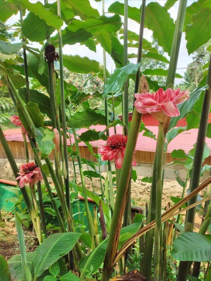 Graca Guest House Quinta Natural Bangalots מראה חיצוני תמונה