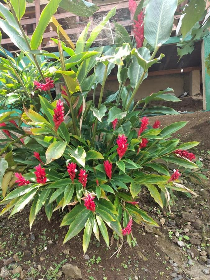 Graca Guest House Quinta Natural Bangalots מראה חיצוני תמונה